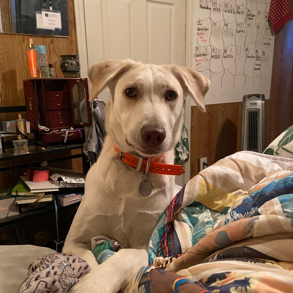 Meet your Posher, Jasmine